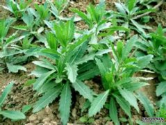  女性常食此菜，排出毒素，淡化皱纹，皮