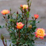  6种适合屋内的盆栽植物，好看又好打理