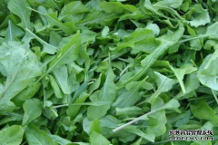  女性春天常吃此叶，具有减少皱纹，清理