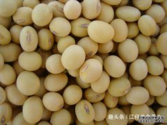  常吃黄豆是女性的福音，美白护肤，却不