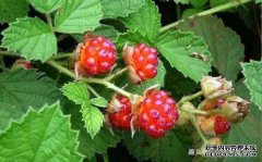  农村里常见的“养血果”，顶3个灵芝，