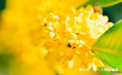  天热女性多吃此“清理子宫王”，清理子