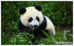  我国首只遭退货熊猫, 不