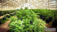  美国媒体: 2020年美国大麻产业价值将超过