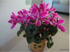 家里有养以下4种花卉植物，夏季休眠，不