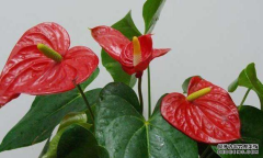 3种绿植不需要光照，养在阴暗角落，叶子