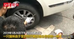 小奶猫受惊吓躲在车底不出来，消防员卸
