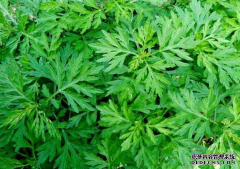 入秋后，常吃以下3种野菜，咽喉不痛了，