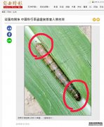 什么风，能把害虫吹过海峡“入侵台湾”