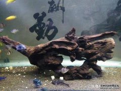 谁说清道夫在鱼缸里不干活，看我的鱼缸