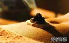 艾灸治病精华：常艾灸百年寿，理气血治