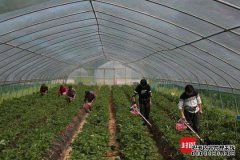 “草莓采摘装置