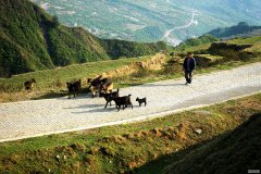 这个小伙为娶彝族姑娘，“嫁”2800米山村