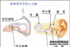 生理性耳鸣的预防和危害信宜市委书记
