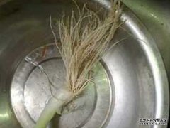 风寒感冒，不用药，这几样东西混煮就很