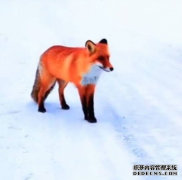 太漂亮了！大兴安岭现野生红狐