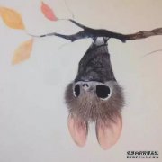 古人如何对付带来瘟疫的鼠类宿主动物？