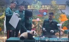 易建联被熊猫宝宝吓到 方硕毫不掩饰地“