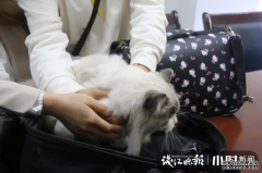 为了让爱猫回到身边，周小姐不惜打了一