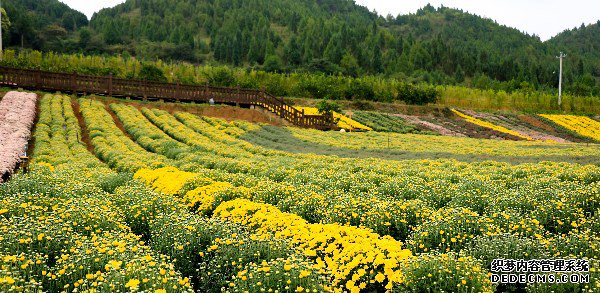 麻江县的菊花基地
图片来源：南京农大.jpg