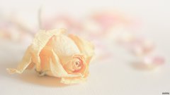五月下旬，这四大星座桃花满溢