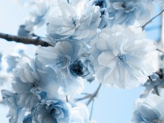 将与旧爱重燃爱火，重回对方怀抱的四大