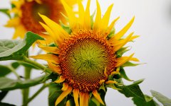 将重新坠入旧情网的四大星座