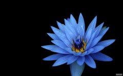 这四大星座再度与旧爱相爱，永不放弃！