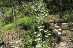 秦岭大山里的陕西洛南，风光旖旎、人文