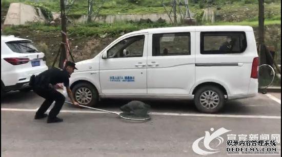 8月7日早上8时，在红坝大道远达小区路边有一只黑色小狗未按规定使用牵引绳。