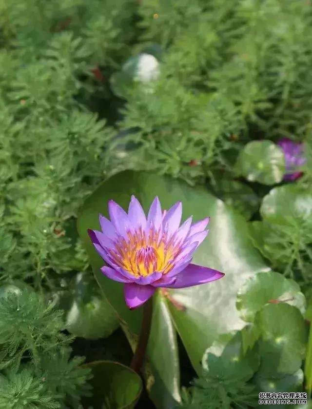 夏天泡脚，养生效果杠杠的！只需5分钟，祛湿又助眠