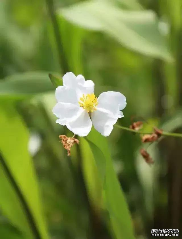 夏天泡脚，养生效果杠杠的！只需5分钟，祛湿又助眠