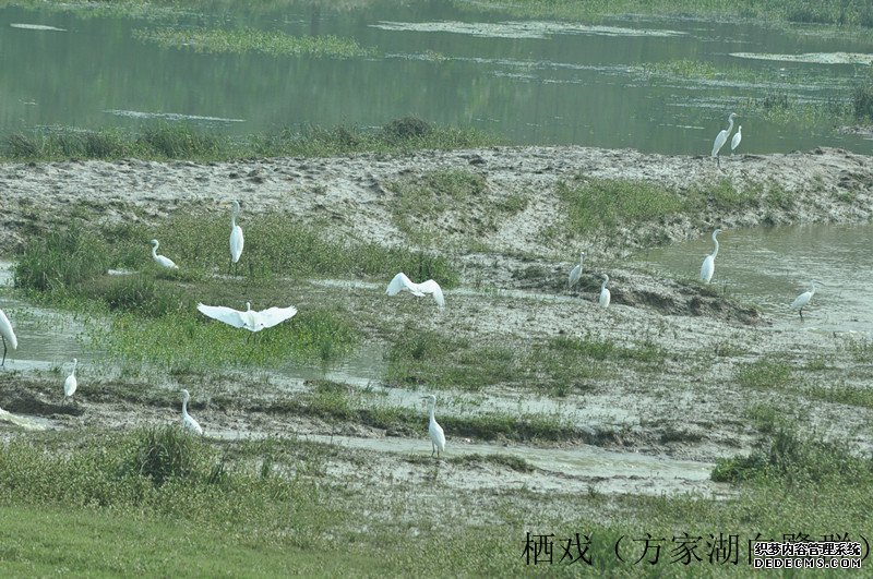 DSC_0019_副本