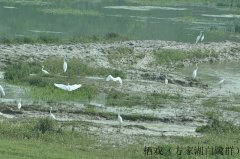 建立长效巡查机制���� 实现人鸟和谐