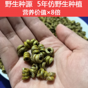 <strong>石斛新鲜的能保存多久</strong>