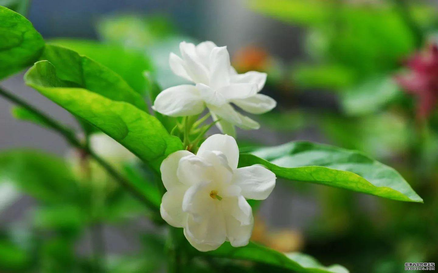 å¾:èèè±