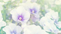 12月开始，三大星座运势红火，一帆风顺