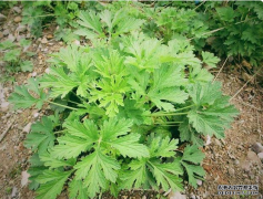 曾是女性“专用”草，如今成可口野菜