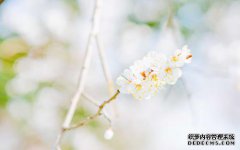 3星族陪你从青丝到白发