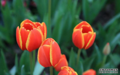 3月中旬，诚恳求和，旧爱回头，三大星座