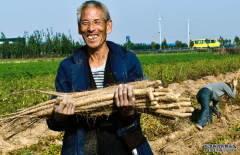 山药不只能健脾胃！还有2个突出的功效，