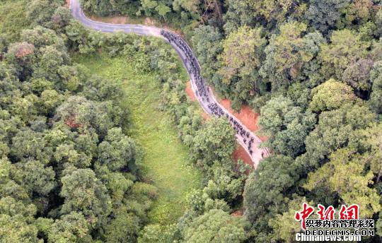图为来自武警福建总队三明、龙岩、南平支队100余名特战队员在福建省三明市永安�揲瞪娇�展特战极限训练。　罗武 摄