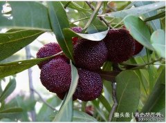 夏季女性坚持食用几种养生食物，袪皱淡
