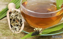 车前草对痛风有什么用？对于肾脏的保护