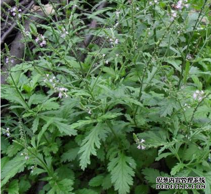 妇科炎症太烦人？1个民间小妙方，快速止痒，让你不做炎女郎！