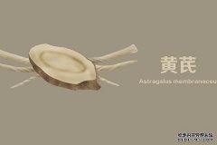 黄芪泡水适合哪些人喝，哪些人不能喝？