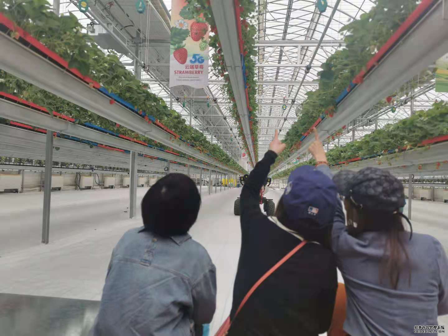 现代科技感十足！北京首个5G云端草莓园在海淀亮相