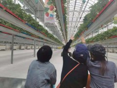 现代科技感十足！北京首个5G云端草莓园