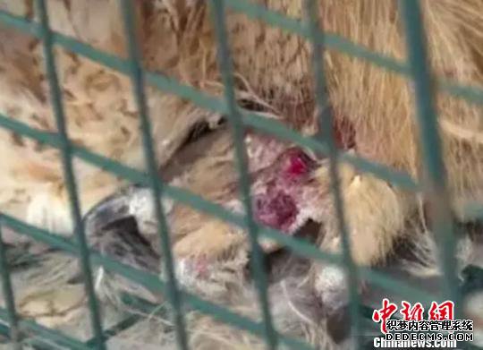 长耳�伤势较重。