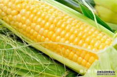 女性坚持吃三种食物，补充营养、滋润肌